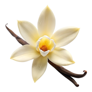 vanilla flower and pods on white removebg preview